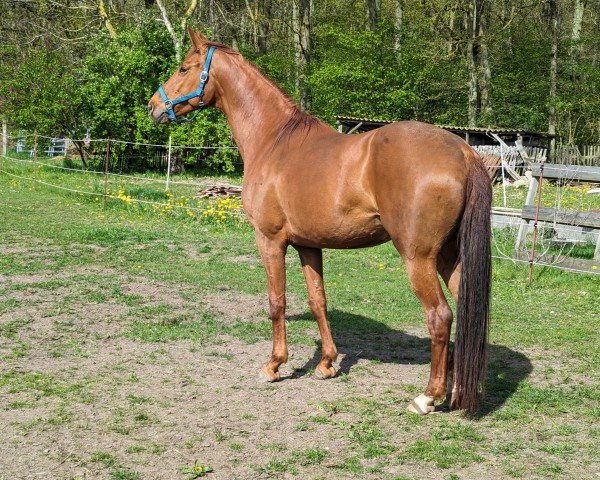 horse Bibi von Carlsdorf (Oldenburg, 2016, from Bordeaux 28)