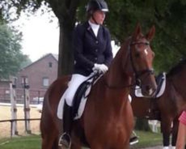 broodmare Batida Weissena MR (Oldenburg, 2011, from Bordeaux 28)