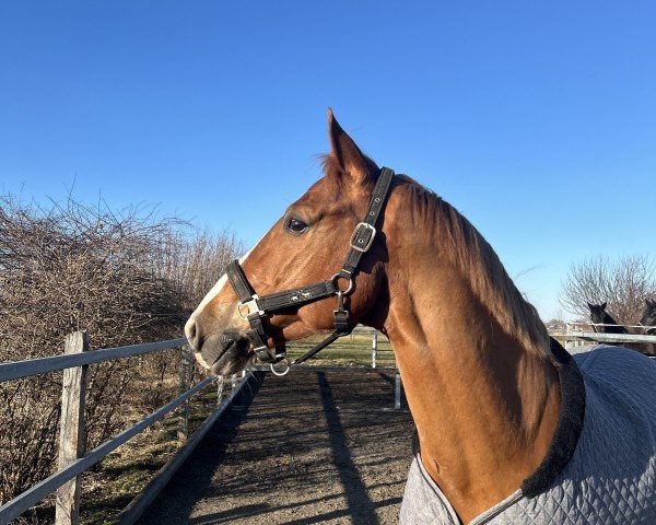 jumper Miami Z (German Sport Horse, 2017, from Manchester van't Paradijs)