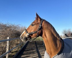 jumper Miami Z (German Sport Horse, 2017, from Manchester van't Paradijs)