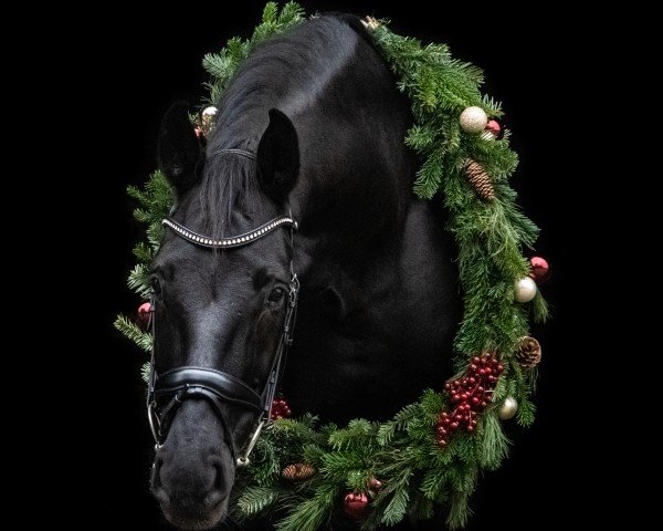 horse Hengst von Sunday / Carry Gold (Westphalian, 2015, from Sunday)