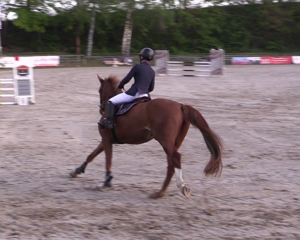 Reitturnier Lgl.-Oberhain, B95 2024
