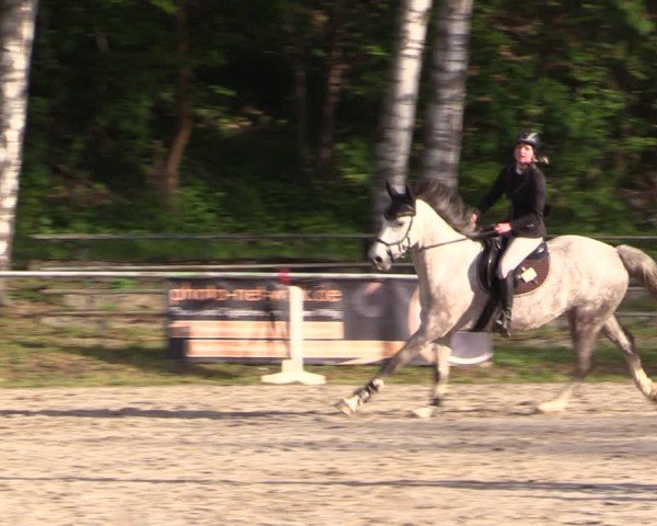 Reitturnier Lgl.-Oberhain, B95 2024