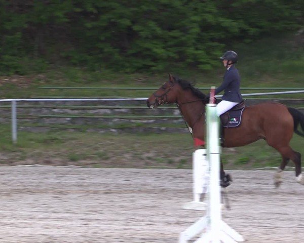 Reitturnier Lgl.-Oberhain, B95 2024