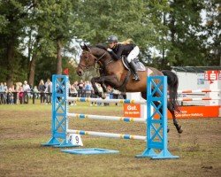 jumper Stakko 7 (Hanoverian, 2010, from Stolzenberg)