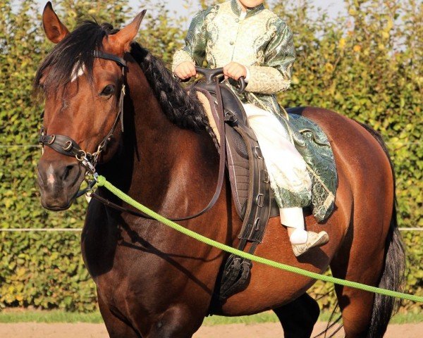 horse Ganzado (Lusitano, 2011, from Estoiro)