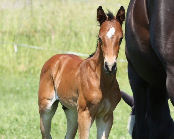horse Ready To Go (Trakehner, 2023, from Imperial Valley)