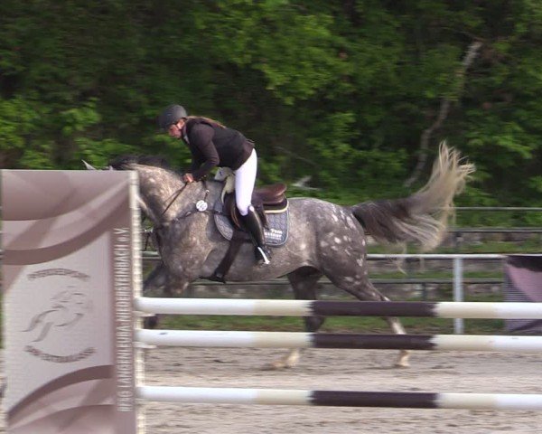 Reitturnier Lgl.-Oberhain, B95 2024