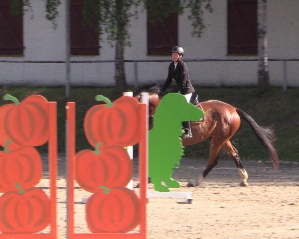 Reitturnier Lgl.-Oberhain, B95 2024