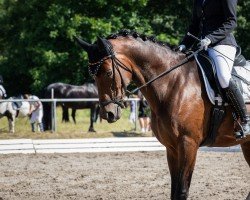 dressage horse Funny Dance (Westphalian, 2014, from Franziskus FRH)