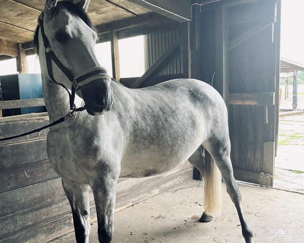 broodmare Clementina Rogge (Pura Raza Espanola (PRE), 2015, from Cepellon)