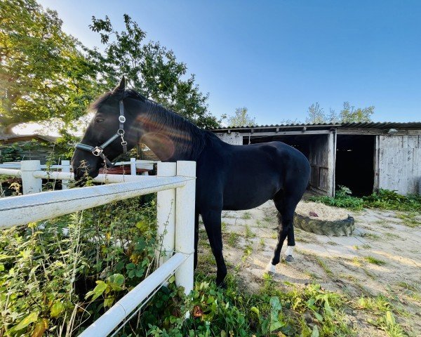horse Lasko Quattro (Mecklenburg, 2007, from Land-Boy)