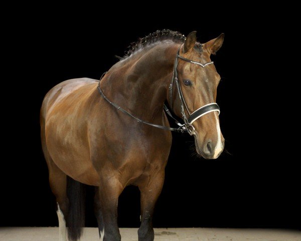 horse Carlos (Holsteiner, 2006, from Carlos DZ)