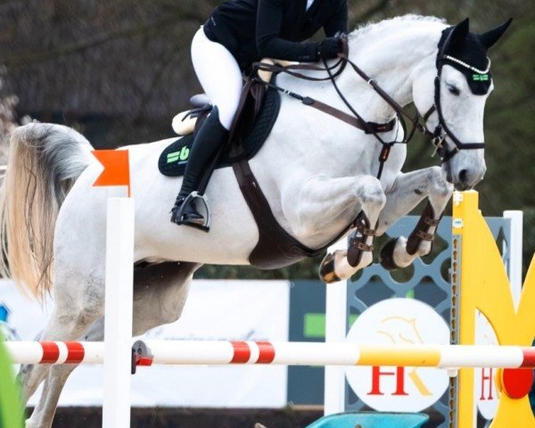jumper Annette B (Oldenburg show jumper, 2018, from Apardi)