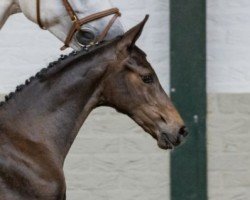 horse Hengst von Aristoteles V / Cardento (Oldenburg show jumper, 2022, from Aristoteles V)