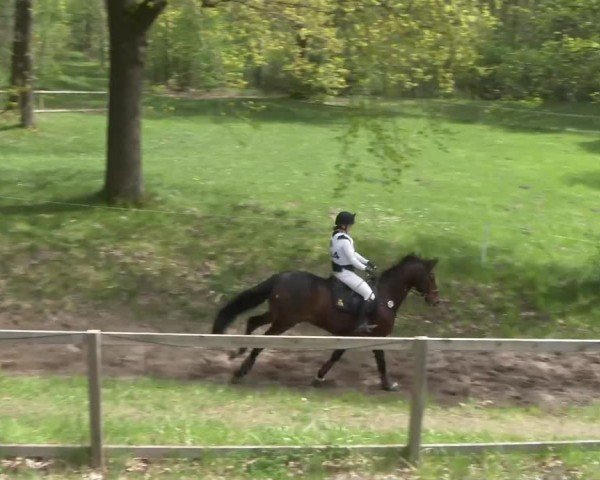 CCI2* Luhmühlen 2024