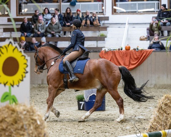 dressage horse Lenni (Freiberger, 2016, from Leon) dressage horse Lenni (Freiberger, 2016, from Leon)