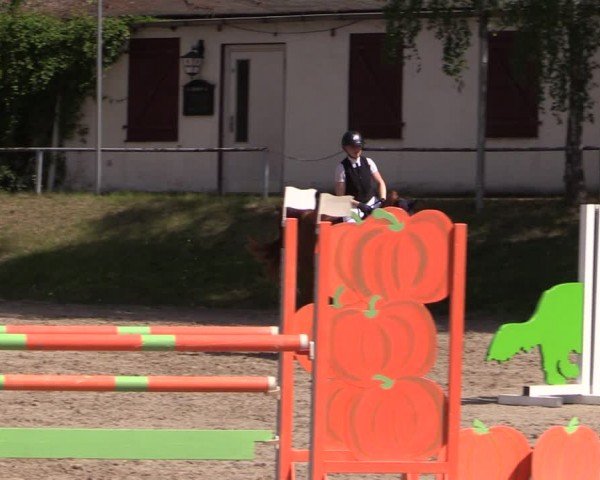 Reitturnier Lgl.-Oberhain, B95 2024