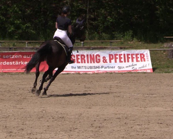 Reitturnier Lgl.-Oberhain, B95 2024