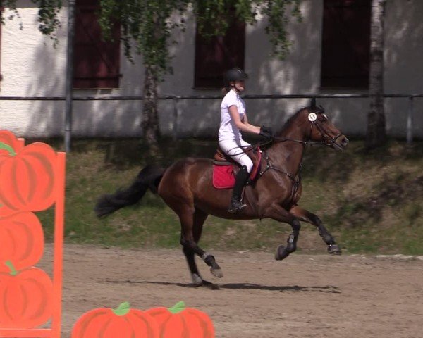 Reitturnier Lgl.-Oberhain, B95 2024