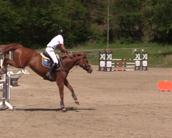 Reitturnier Lgl.-Oberhain, B95 2024