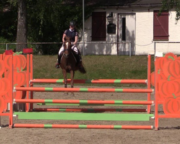 Reitturnier Lgl.-Oberhain, B95 2024
