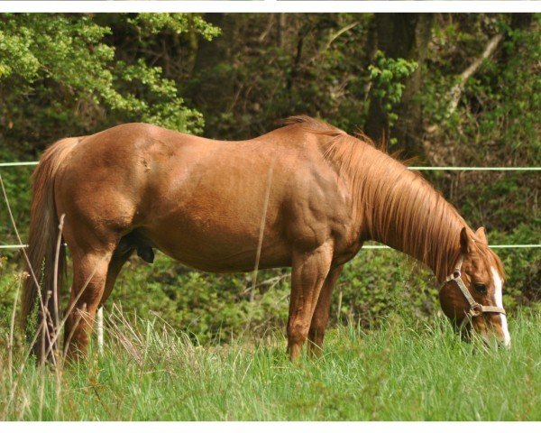 stallion The Sundae King Barr (Quarter Horse, 2007, from Sporty King Barr 234)