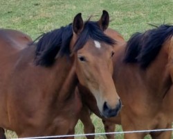 Pferd Fryda H (Oldenburger, 2022, von Leviathan)