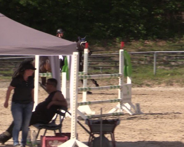 Reitturnier Lgl.-Oberhain, B95 2024