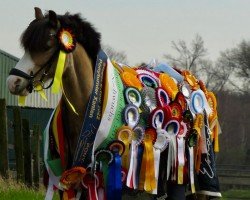 dressage horse Abercippyn Jobee (Welsh, 2010, from Escley Tumble)