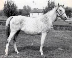 broodmare Novinka ox (Arabian purebred, 1962, from Arax 1952 ox)