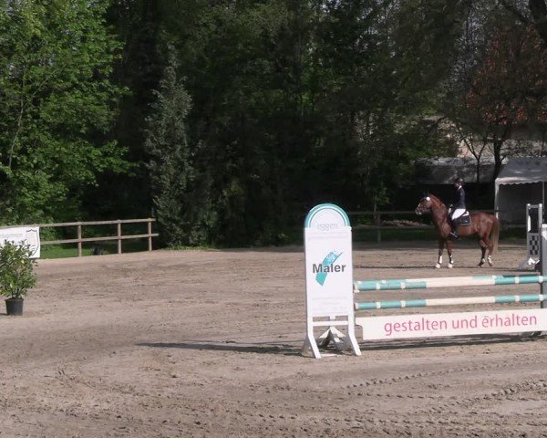 Reitturnier Hildesheim-Steuerwald 2024