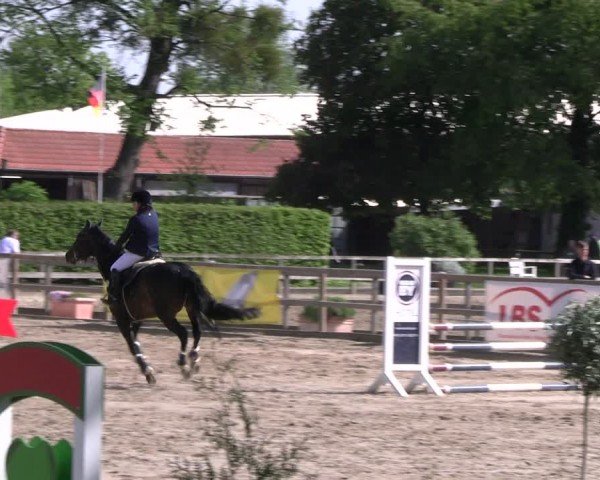 Reitturnier Hildesheim-Steuerwald 2024