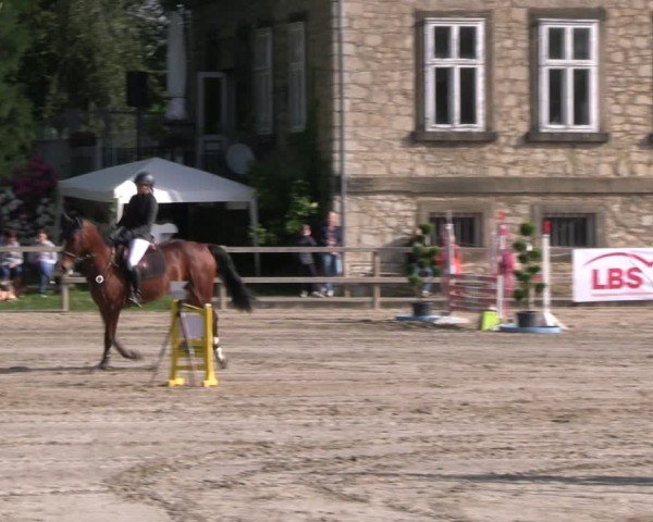 Reitturnier Hildesheim-Steuerwald 2024