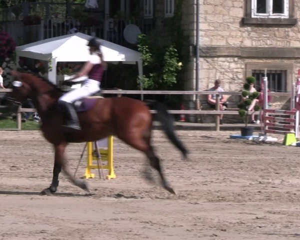 Reitturnier Hildesheim-Steuerwald 2024
