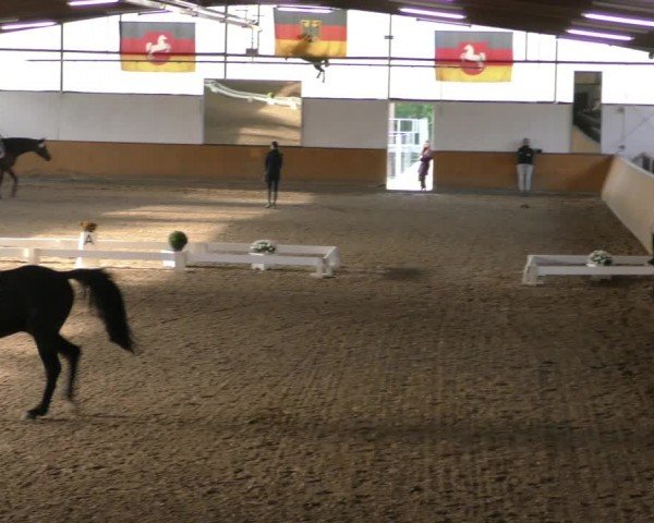 Reitturnier Hildesheim-Steuerwald 2024