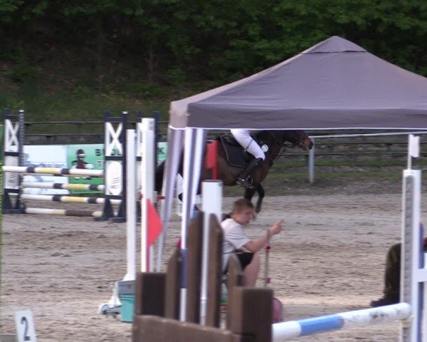 Reitturnier Lgl.-Oberhain, B95 2024