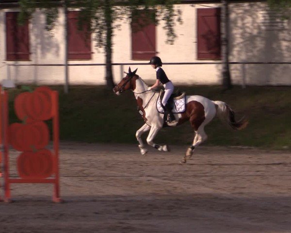 Reitturnier Lgl.-Oberhain, B95 2024