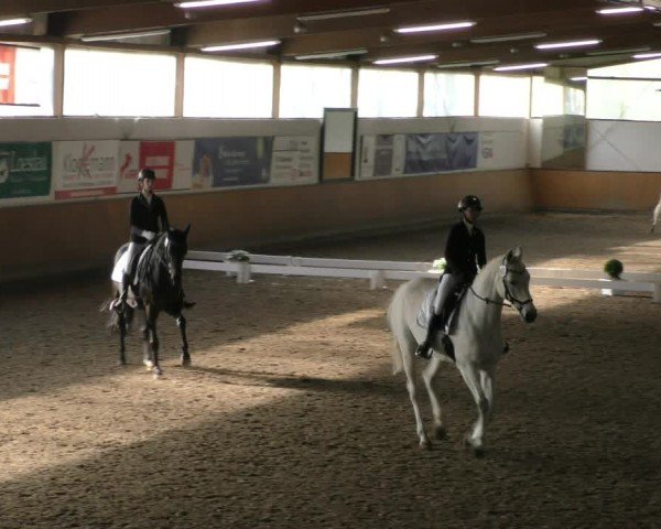 Reitturnier Hildesheim-Steuerwald 2024