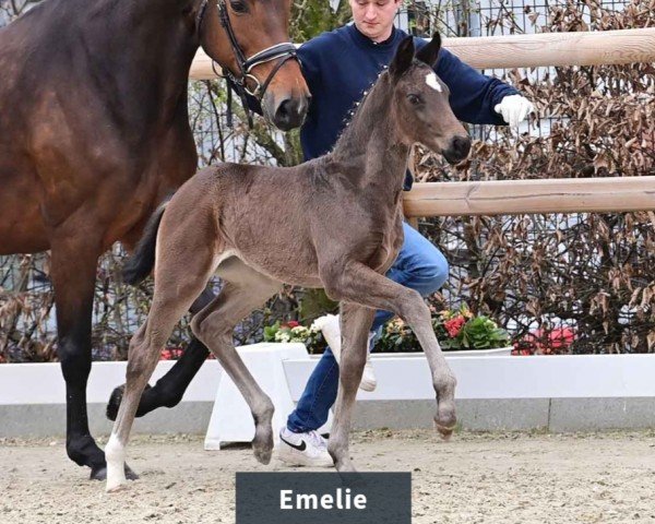 Pferd Stute von Escanto PS / Fürstenball (Oldenburger, 2024, von Escanto PS OLD)