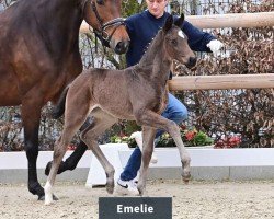 Cavallo Stute von Escanto PS / Fürstenball (Oldenburger, 2024, di Escanto PS OLD)