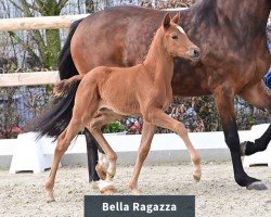 Cavallo Stute von Bon Courage / Bordeaux (Oldenburger, 2024, di Bon Courage 4)