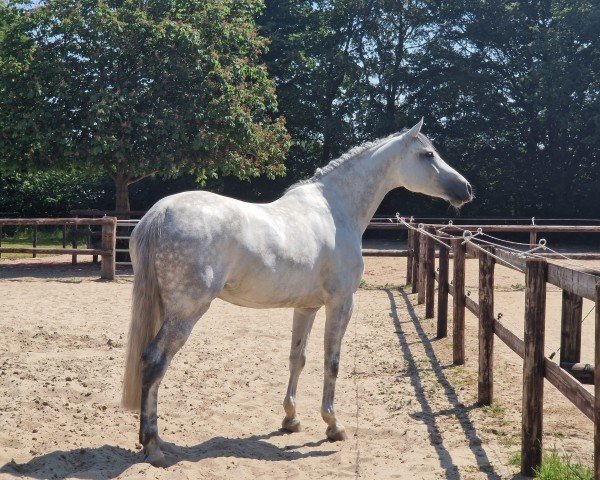 broodmare Letizia BS (Holsteiner, 2018, from Catch)