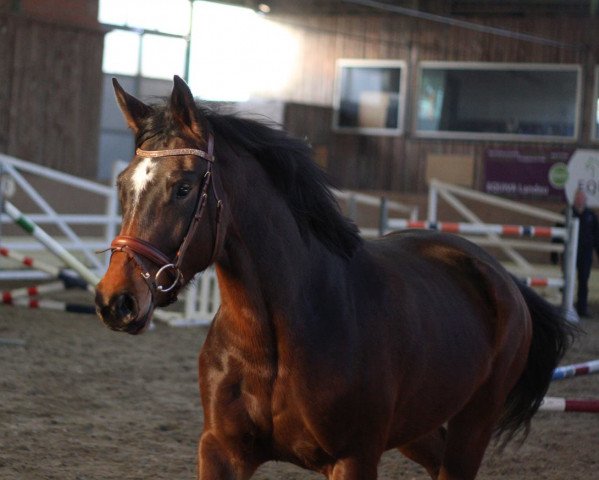 Pferd Fidelia 175 (Hannoveraner, 2010, von Fidertanz)