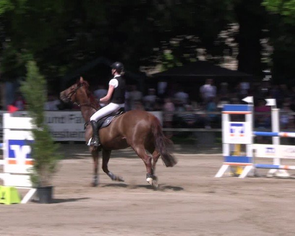 Reitturnier Hildesheim-Steuerwald 2024