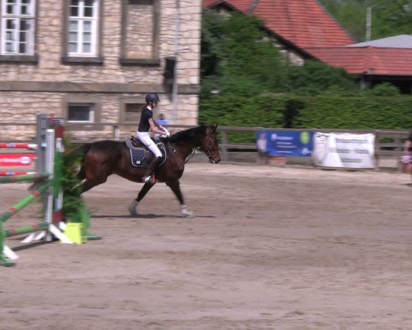 Reitturnier Hildesheim-Steuerwald 2024