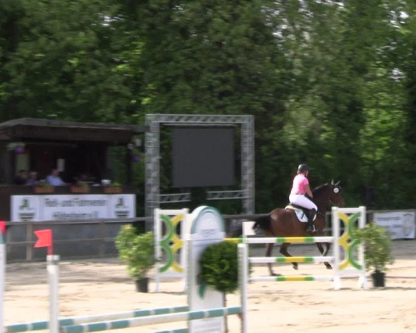 Reitturnier Hildesheim-Steuerwald 2024