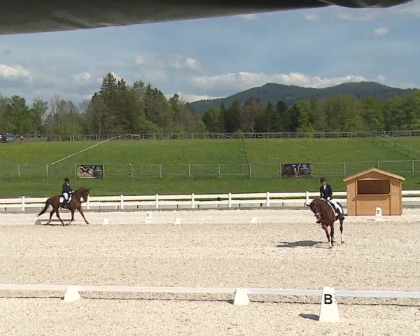 Reitturnier Gut Bohmerhof-Wackersberg/Obb. 2024