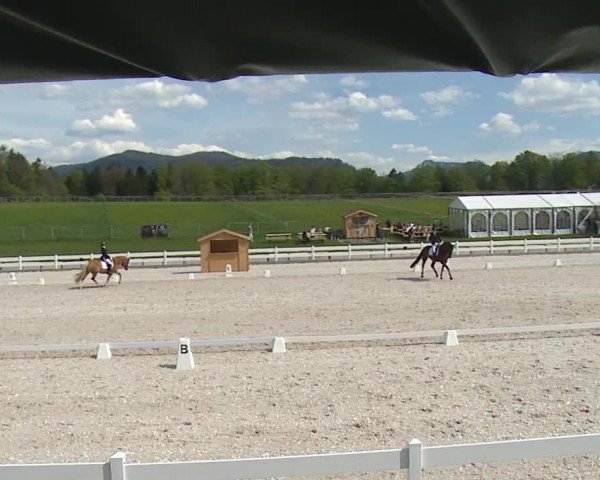 Reitturnier Gut Bohmerhof-Wackersberg/Obb. 2024