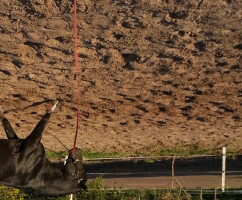 jumper Naseweis (German Riding Pony, 2013, from Nando Navano)
